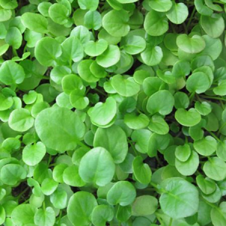 upland_cress