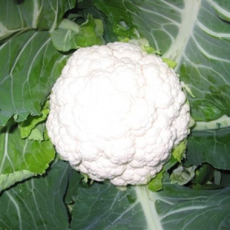 white_jewel_cauli